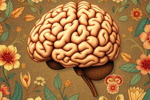 Neuroscience Quiz: Brain Development and History