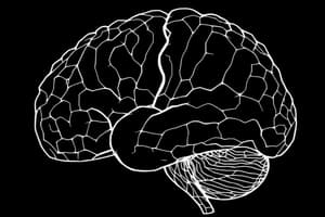 Corteccia Visiva: Funzioni e Struttura (Fisiologia 79)