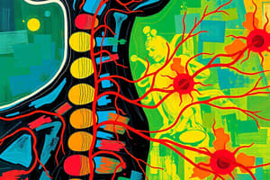 Lecture 3- Reflexes, Spinal Cord & Spinal Tracts