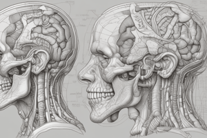 Year 2 Anatomy Spotter Quiz