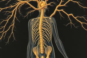 The Nervous System Overview