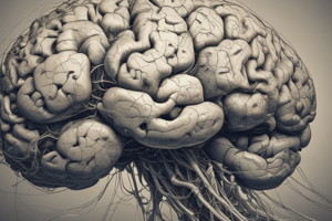 Anatomy of Striate Cortex and Visual Pathway