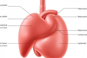 Liver Functions and Metabolism Quiz