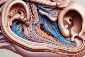 Auditory and Vestibular Pathways in Anatomy