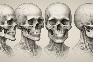 Craniometría suturas y puntos craneométricos