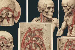 Pyramidal and Extrapyramidal Tracts Anatomy Quiz