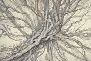 The Nervous System Organization