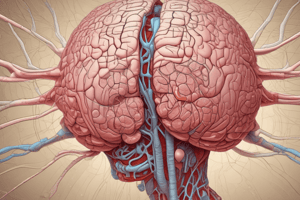 Meninges - Connective Tissue Membranes Quiz