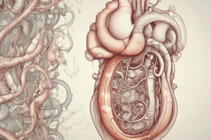 Development of the Primitive Intestine