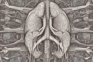 Urinary System Quiz