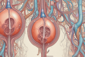 Urinary System Physiology Quiz