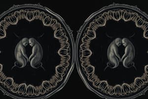 Mitosis and Its Stages