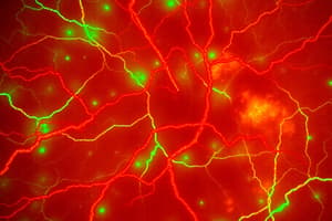 Retinal Vasculature and Imaging Techniques