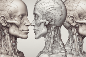 Anatomy of the Head and Neck: The Neck