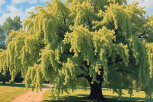 Arboricultural Implication Assessment at Toongabbie