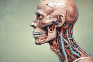 Human Anatomy Chapter 22: The Respiratory System