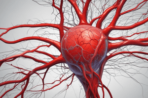 The Blood Flow Process in the Brain