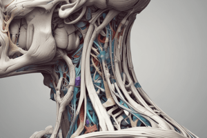 Anatomy of Sternocleidomastoid Muscle