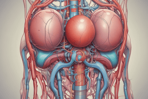 Human Urinary System