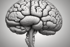 Cerebellum Functions and Brain Anatomy