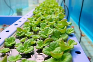 Aquaponics Systems Overview