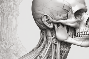 Head and Neck Anatomy: Temporal and Infratemporal Regions