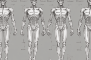 Directional Terms in Anatomy