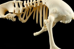 MPP: BLOCK 2: LOWERY: SKELETAL/BONE PHYS. & PHARM (PART 2 OF 4)