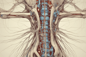 Anatomie du système nerveux: Nerfs spinaux