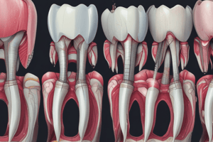 Tooth Development and Formation