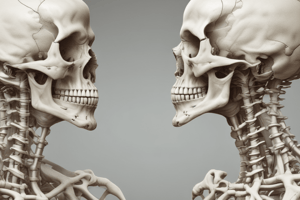 Cervical Vertebra Anatomy