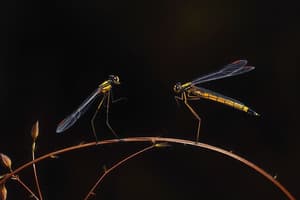 Biodiversità e Coenagrion: Quiz Specifico