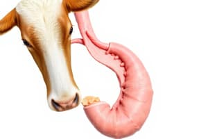 Ruminant Digestion Overview