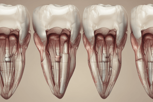 Tooth Development and Formation