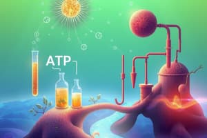 Cellular Respiration and Fermentation