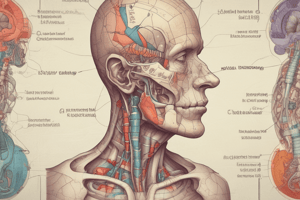 Medical Terminology: Suffixes Review