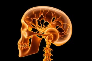 Motor System and Prefrontal Cortex