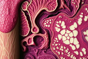 Introduction to Human Tissues