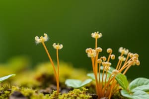 Plant Biology: Hormones and Symbiotic Relationships