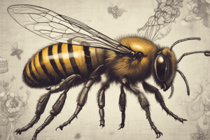 Anatomy of the Bee: Head, Thorax, and Abdomen