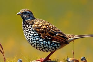 Bobwhite Quail Biology Quiz