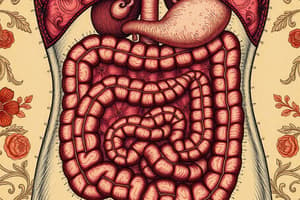 Human Digestive System