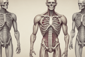 Thorax Anatomy Week 1