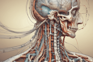 BMS Neuroanatomy Lecture 4: Spinal Cord Motor Pathways