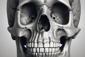 The Skull: Axial System