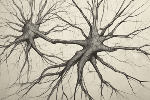 Pyramidal Cells and Stellate Neurons in Cerebral Cortex