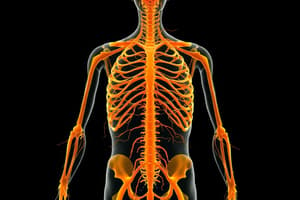 Nervous System Overview