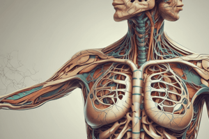 Lymphatic System: Organization and Function - medium