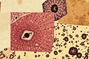 Histology: Tissues and Microscopy