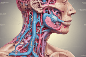 Anatomy of the Pancreas